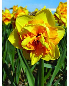 Нарцис / Narcissi double 'Jersey Star' / 1 бр