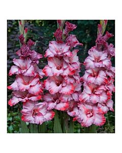 Гладиол / Gladiolus Greyhound / 