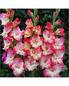 Гладиол /Gladiolus 'Gerona' /1 бр