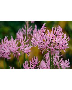 Нерине /Nerine undulata'/ 1 бр