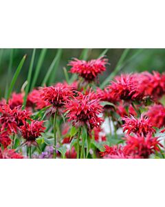 Монарда / Monarda Cambridge Scarlet / 1 бр
