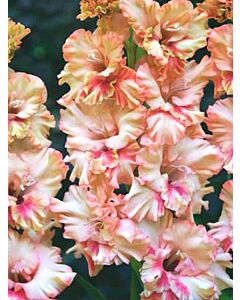 Гладиол / Gladiolus Crispy Ruffle / 