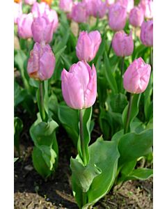 Лале Light Pink Prince/ 1 бр*