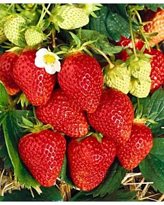Ягоди Ламбада, размер А /FRAGARIA LAMBADA/ 