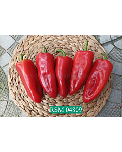 Семена пипер RSM 4809 F1 /TSWV, Xc/ - 500 семена