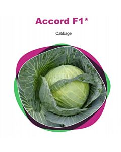 Семена зеле Accord Sakata