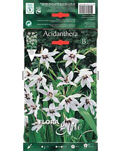 Звездна гладиола - Acidanthera - 1 оп- (20 бр)