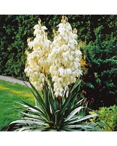 Юка-Yucca Filamentosa - 1 бр				