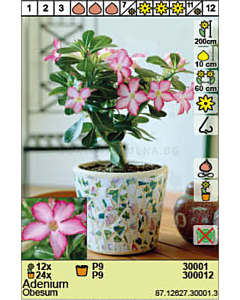 Пустинна роза/ Adenium Obesum - 1 брой