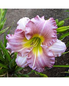 Хемерокалис /HEMEROCALLIS ELEONORE/ 1 бр