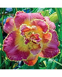 Хемерокалис Старс / Hemerocallis Susan Pritchard Petit / 1 бр