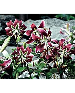 Лилиум - Lilium oriental 'Black Beauty' - 1 бр