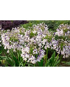 НОВО! Агапантус гигант /Agapanthus Fireworks/ 1 бр