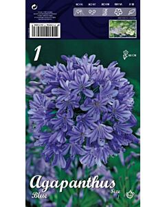 Агапантус Син Blue Giant