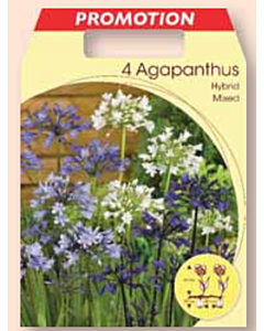 Агапантус микс / Agapanthus mixed / 1 оп ( 4 бр )