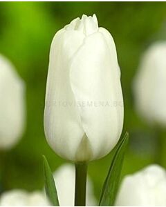 Лале /Tulip Agrass White/ 11/12
