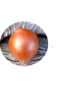 Лук на дългия ден Соприло F1 /AgroTIP/