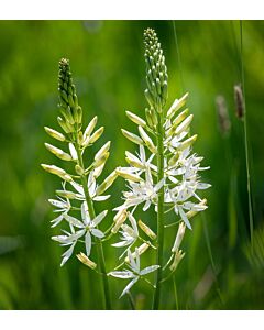 Камасия leichtlinii Alba - 1 бр.