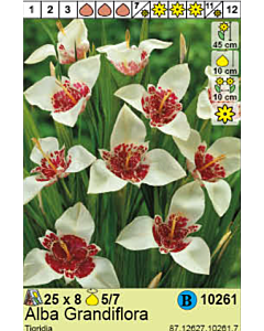 Тигридия Alba Grandiflora - 1 опаковка - 8 броя