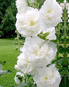 Градинска ружа / Alcea Double White / 1 бр
