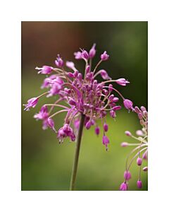 Декоративен лук carinatum ssp pul.'Pink - 1 бр.