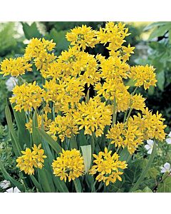 Декоративен лук / Allium moly Jeannine /- 1 бр