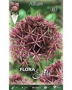 Декоративен лук Christophii - Flora Elite