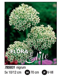Декоративен лук/ nigrum (syn.Multibulbosum): Пакет:  1 оп. - 5 бр.