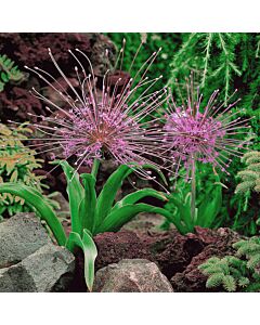 Декоративен лук /Allium Schubertii/ 1 бр