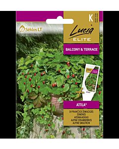 Каскадни ягоди Атила - ALPINE STRAWBERRIES ATTILA-'SK-0.10г