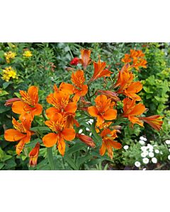 Алстромерия /Alstroemeria aurea 'Orange King'/ 1 бр