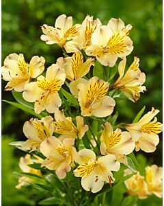 Алстромерия / Alstroemeria aurea 'Lutea' / 1 бр