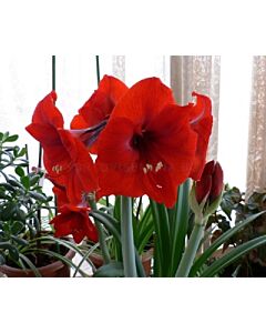 Амарилис Red