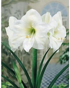 Амарилис White