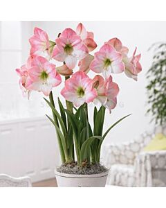 Амарилис Apple Blossom