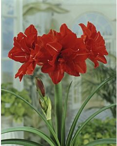 Амарилис кичест Red Peacock