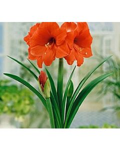 Амарилис Orange Sovereign