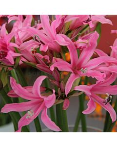 Амарин / Amarine belladiva 'Aphrodite' / 1 бр