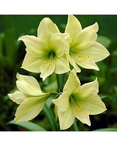 Амарилис / Amaryllis Lemon Lime / 1 бр