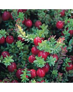 Американска червена боровинка (Vaccinium Macrocarpon) 
