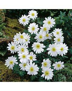 Анемоне /Anemone blanda  White Splendour/ 1 бр