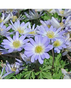 Анемоне /Anemone blanda Blue Splendour / 1 бр
