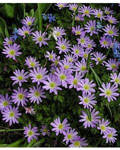 Анемоне /Anemone blanda Rosea / 1 бр