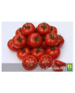 Семена домати ANTALYA F1 червен оранжериен /ZKI/ - 500 семена