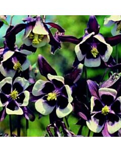 Аквилегия - Aquilegia William Guiness - 1 бр