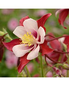 Аквилегия Swan Red/White Aquilega - 1 брой
