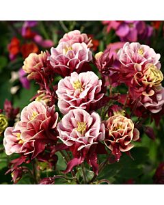 Аквилегия / Aquilegia Double Purple / 1 бр