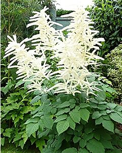 Козя брада /Aruncus Dioicus/ 1 бр			