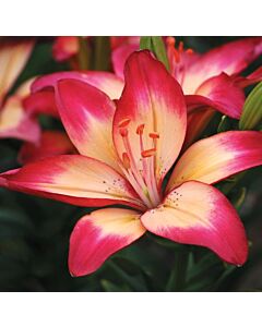 Лилиум /Lilium asiatic 'Heartstrings'/ 1 бр
