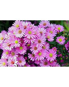 Астра /Aster Pink/ 1 коренище